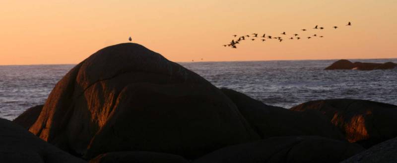 As the sun went down over
the sea, Cormorants started to fly past in
long lines and to settle in roosts on off shore-rocks
