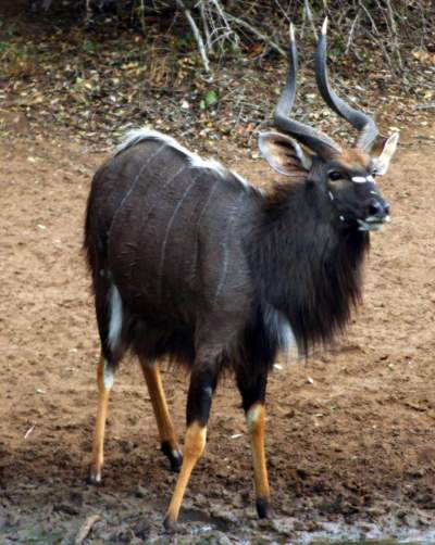 Nyala are fairly large and the males are made more impressive by lyre shaped horns, a bristly hairs down their back, well spaced stripes on their back and a fringed belly.