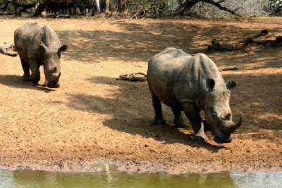 The highlight was the ponderous appearance of a couple of White Rhino.