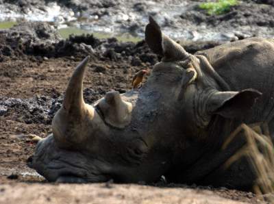 This rhino was quietly snoozing in a mud wallow whilst Little Egrets and Red Billed Oxpeckers tended to the ticks and other parasites on its skin.